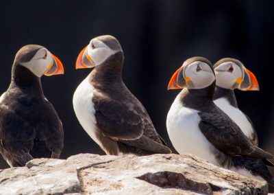 puffins in Northumberland